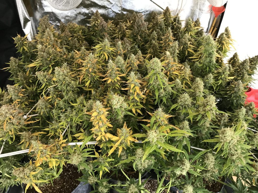 SCROG cannabis