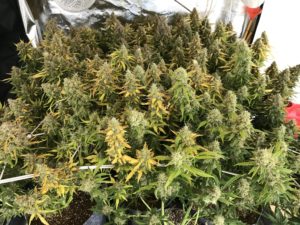 Seedstockers White Widow Seedstockers White Widow