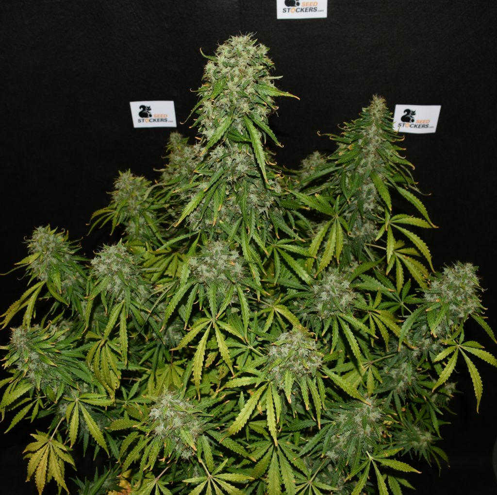 Purple Punch Autoflower strains.