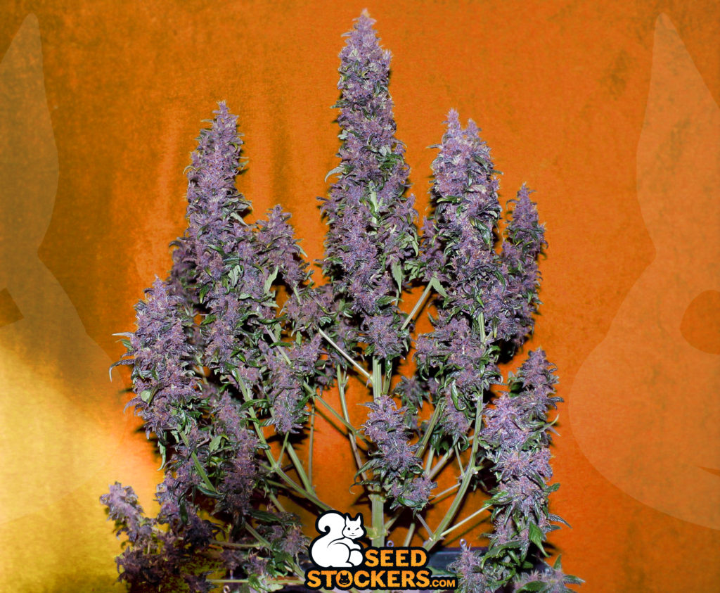 purple-punch-auto-med