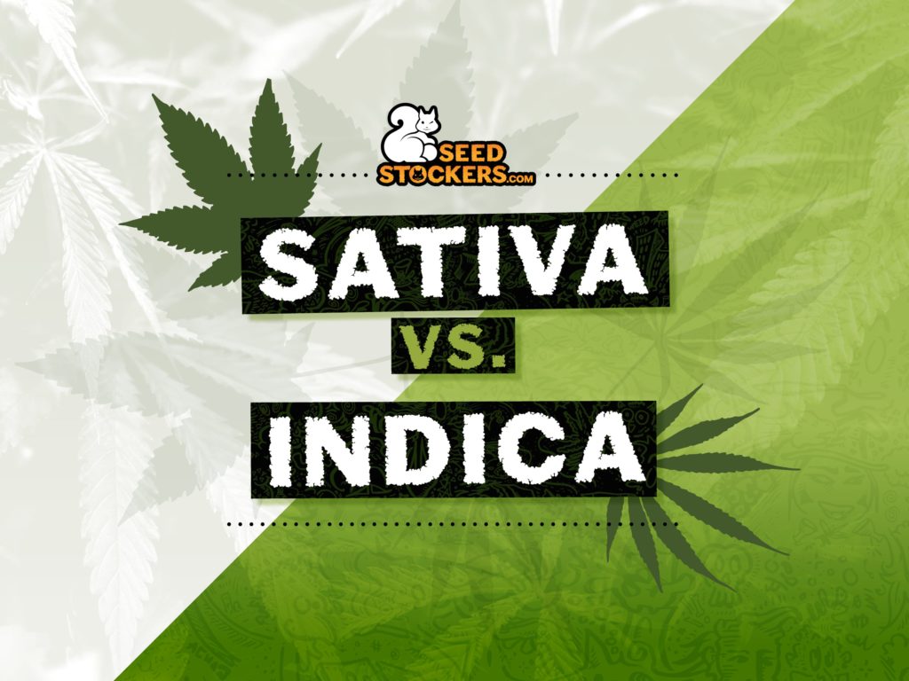 sativa vs indica sativa vs indica