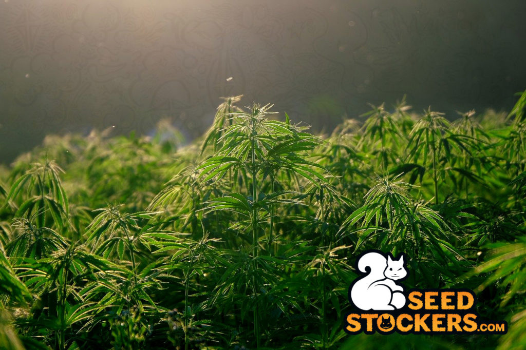 piante di cannabis