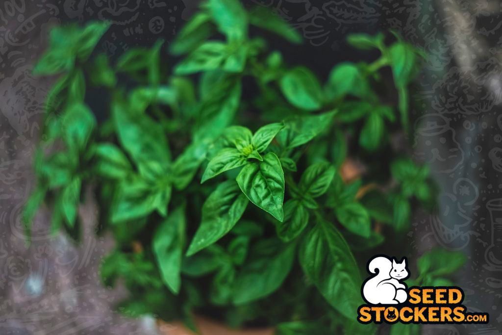 cannabis menta terpenos