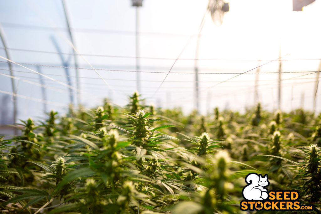 cannabis plants