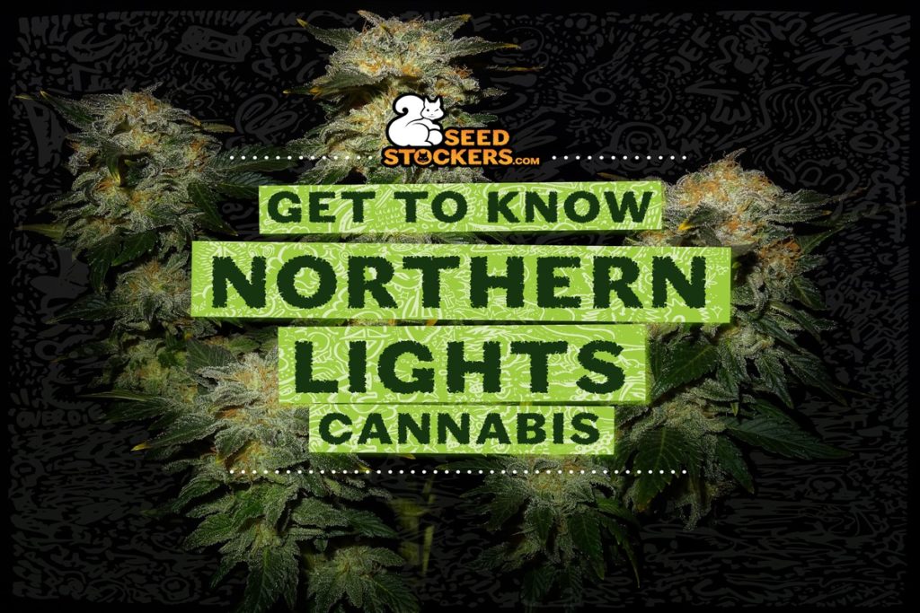 get to know northern lights weedstockers