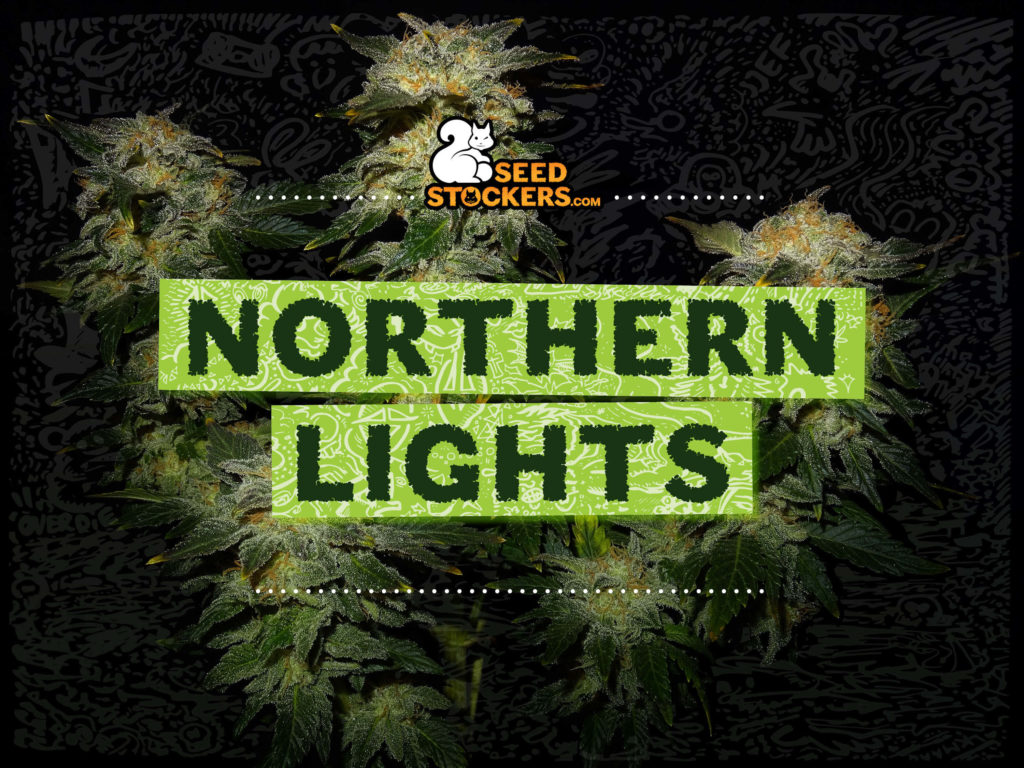 northern lights