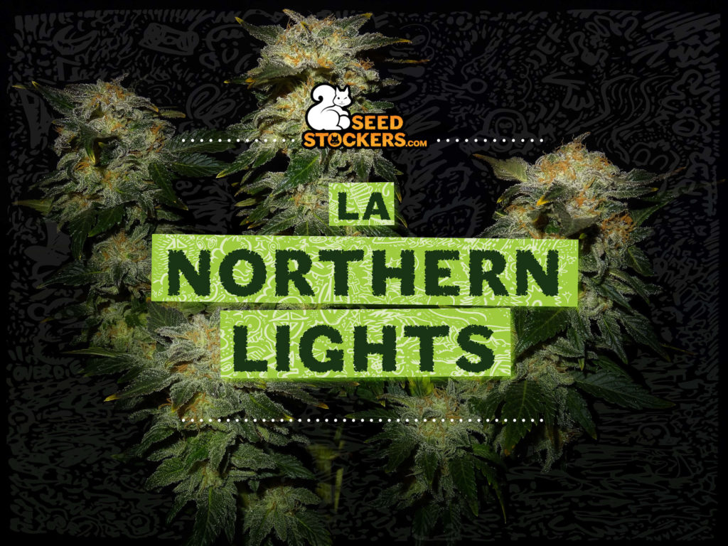 northern lights northern lights