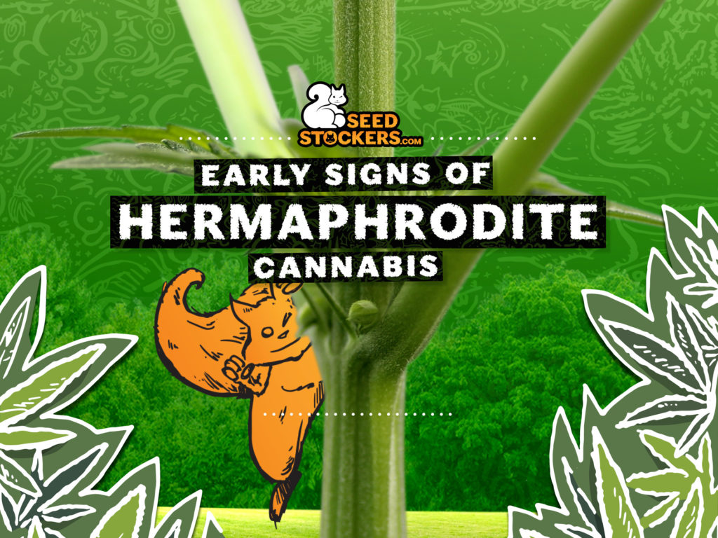 early signs of hermie plant