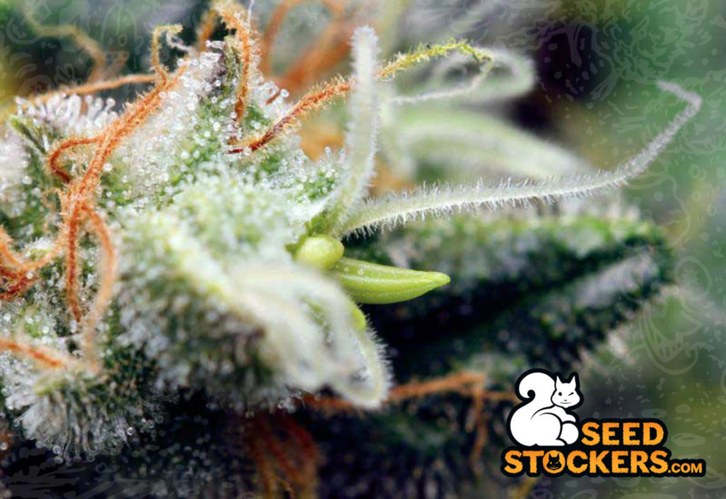 hermie plant