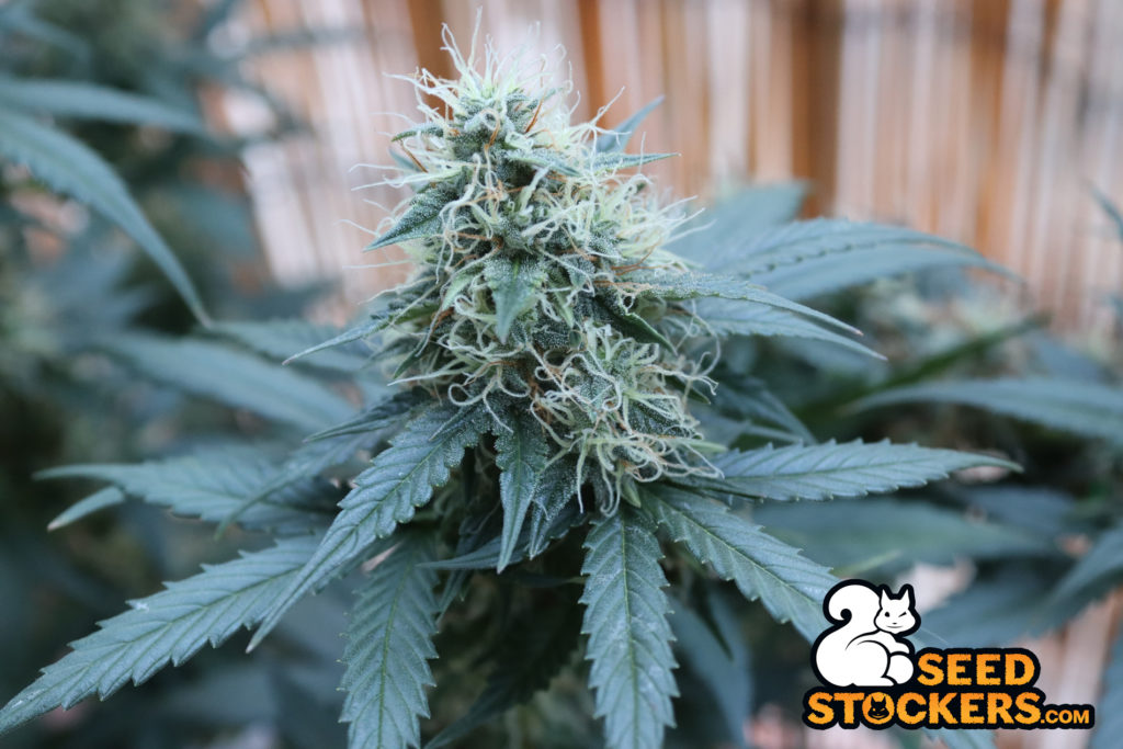 ansia-indica-cannabis