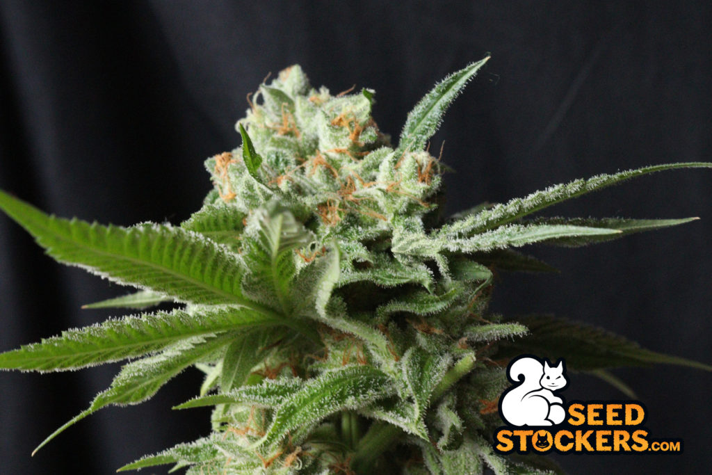 cannabis-ansia