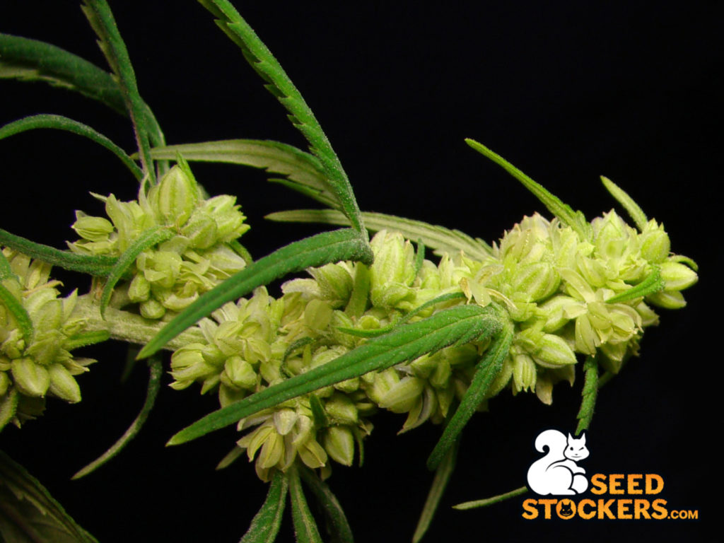 male cannabis plant flowers