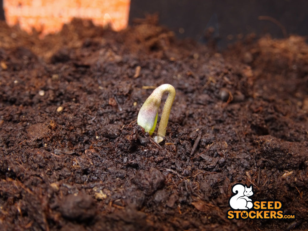 germinated-cannabis-seed