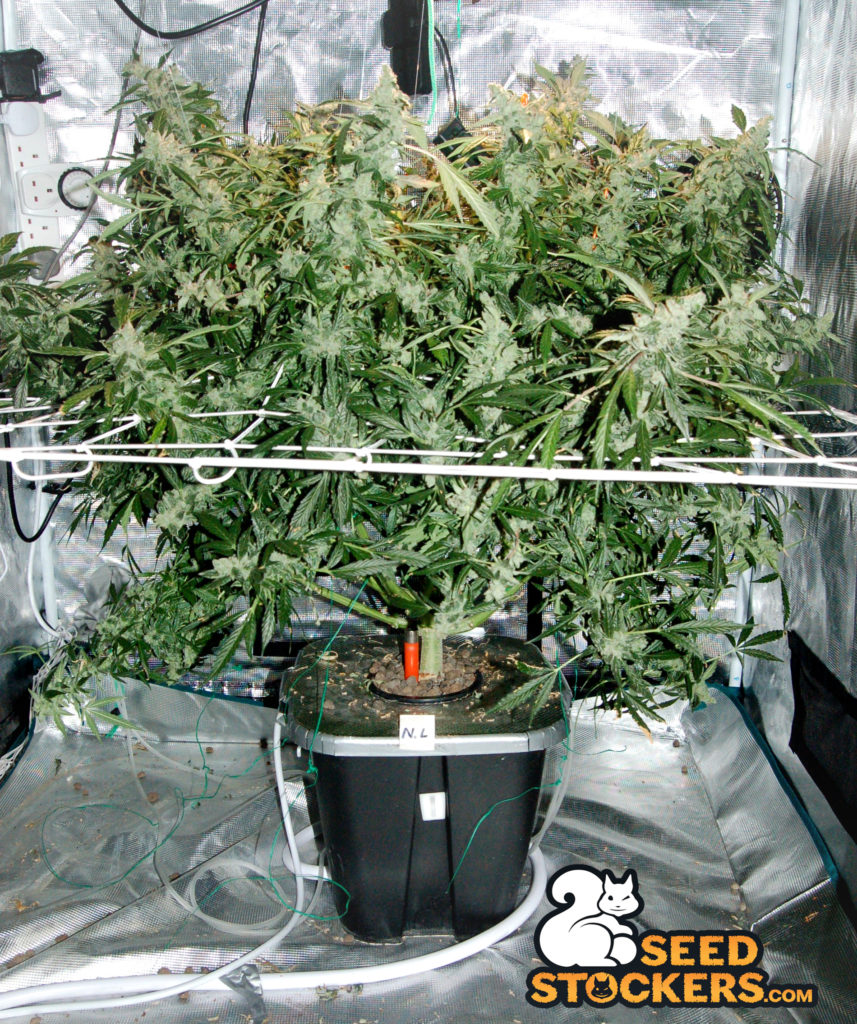pianta di cannabis northern lights pianta di cannabis northern lights