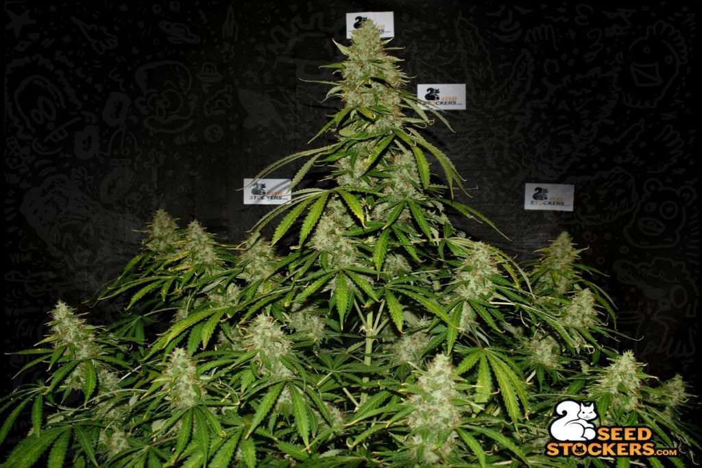 erbacce-piante-cannabis-northern-lights erbacce-piante-cannabis-northern-lights