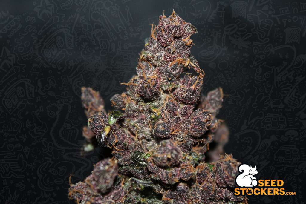 purple punch auto