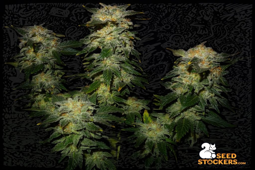 northern-lights-cannabis-foglie northern-lights-cannabis-foglie