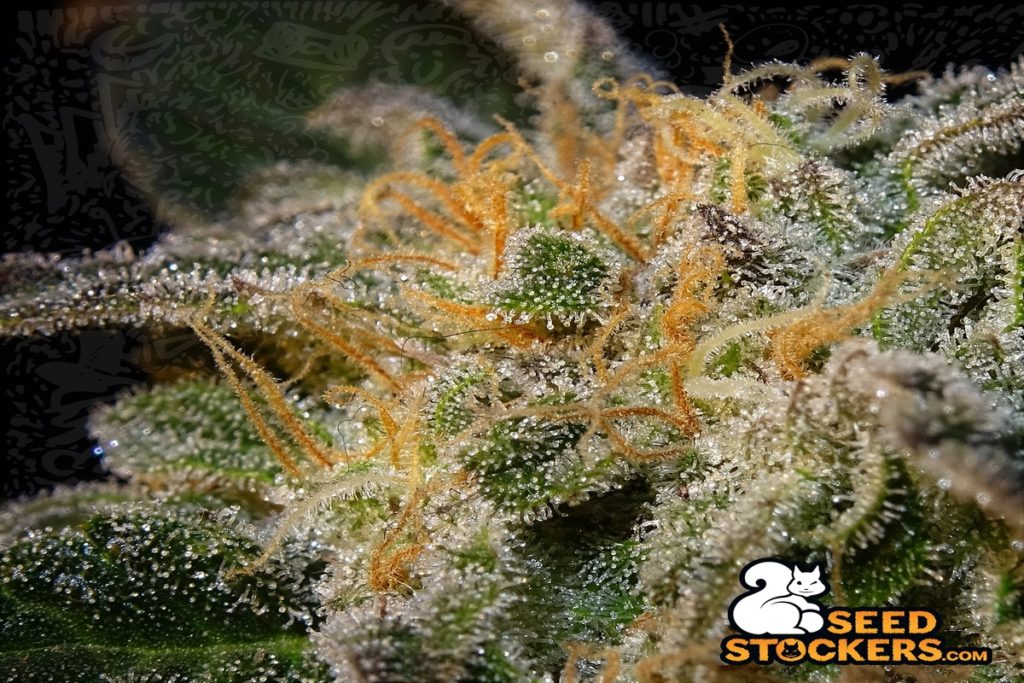 Fiori di cannabis Northern Lights Fiori di cannabis Northern Lights