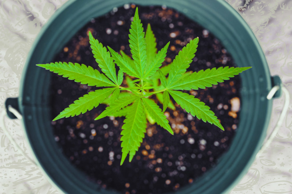 cannabis-plant