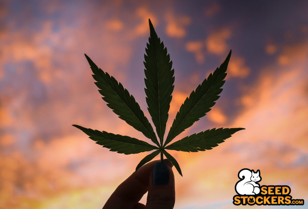 foglia-cannabis