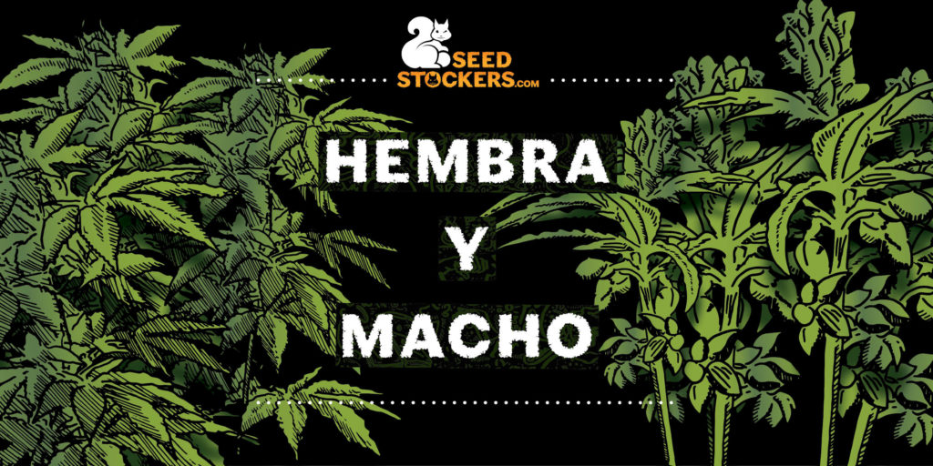 consejos para sexar cannabis consejos para sexar cannabis