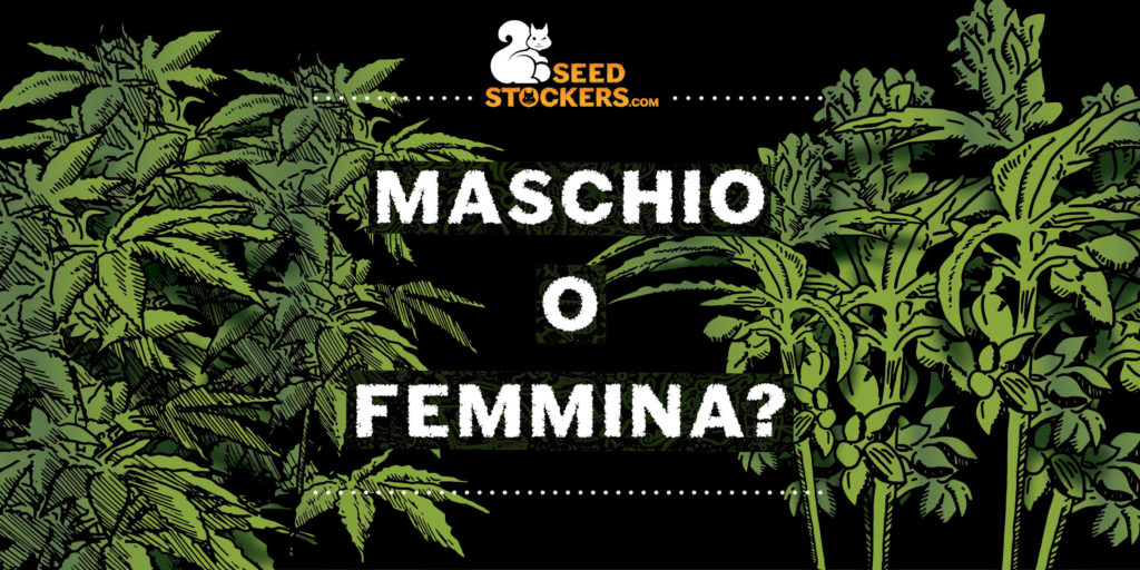 sessagio cannabis