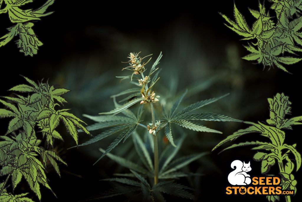 I primi segni di una pianta di cannabis maschio