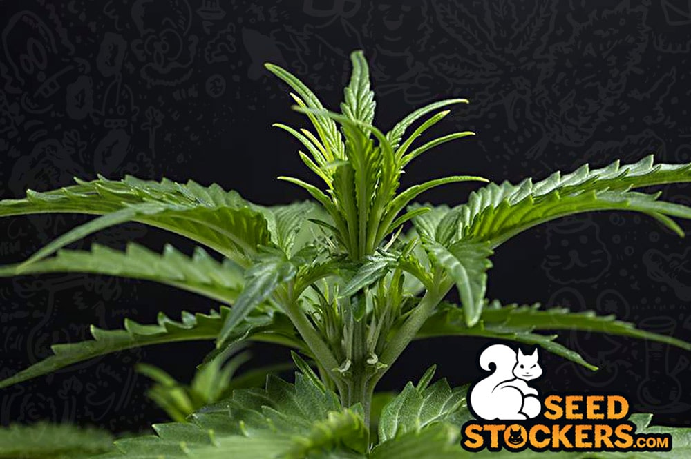 Come indurre una pianta di cannabis alla fioritura