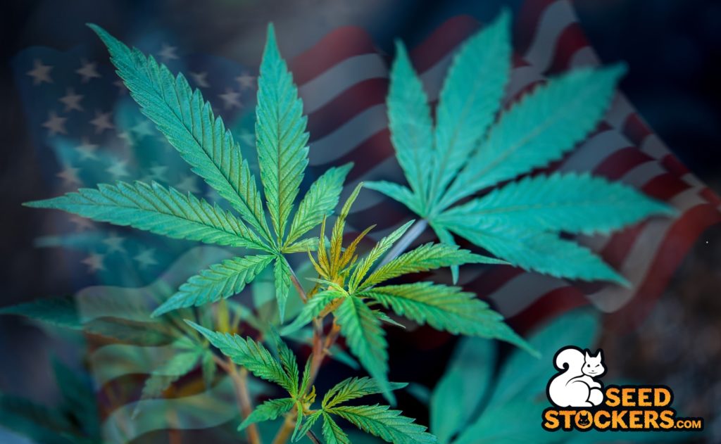 marijuana usa