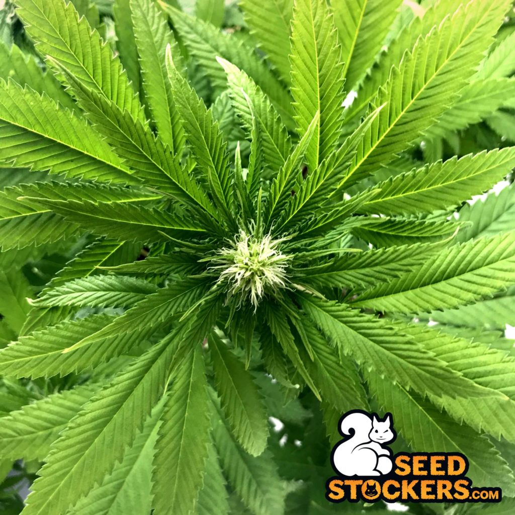 Che aspetto ha una pianta di cannabis femmina?
