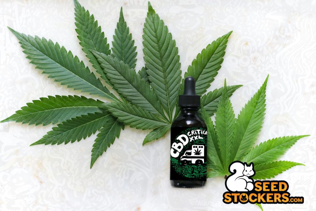 CBD Critical XXL Feminizzata CBD Critical XXL Feminizzata