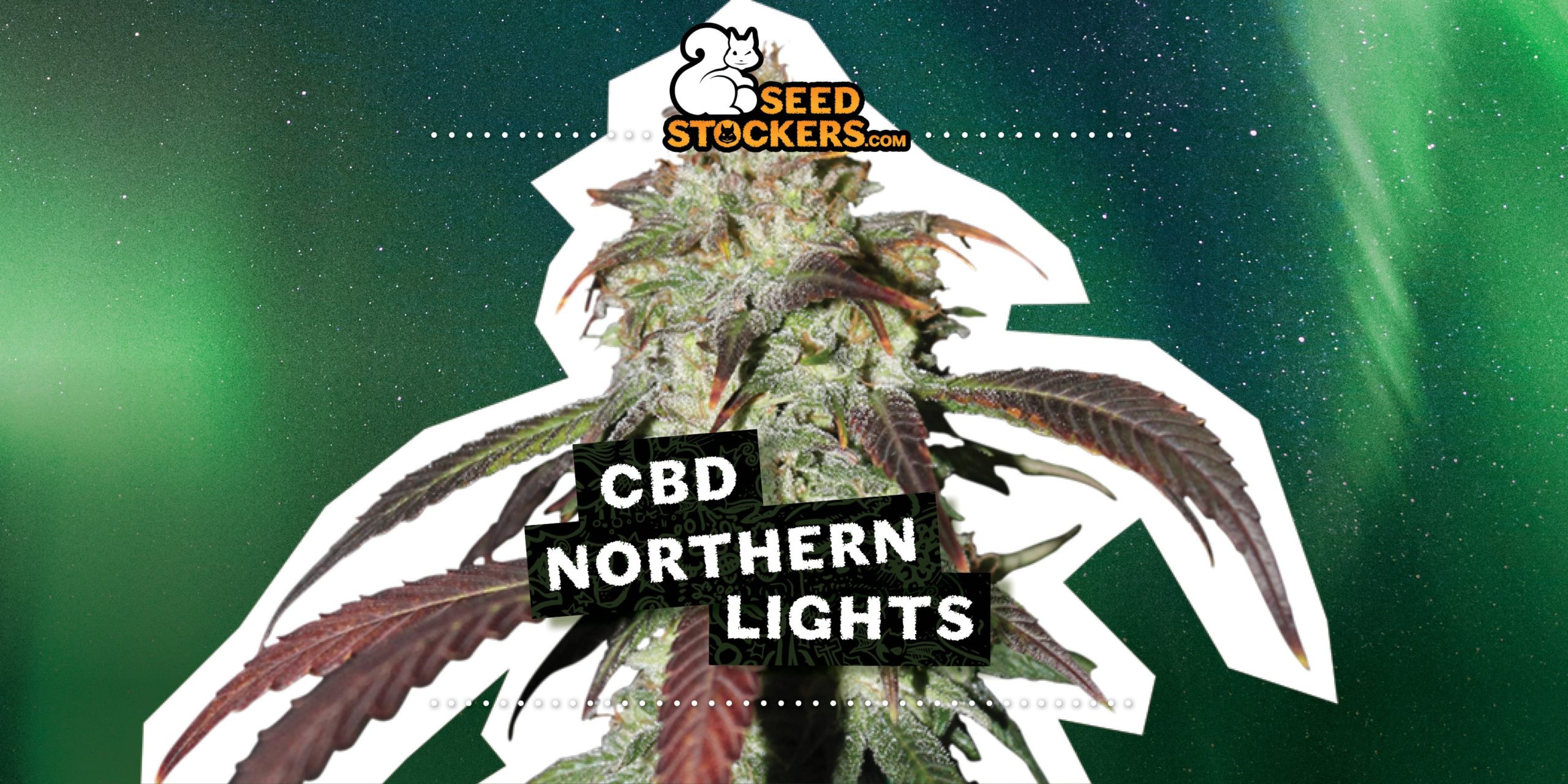 Nuova CBD Northern Lights di Seedstockers