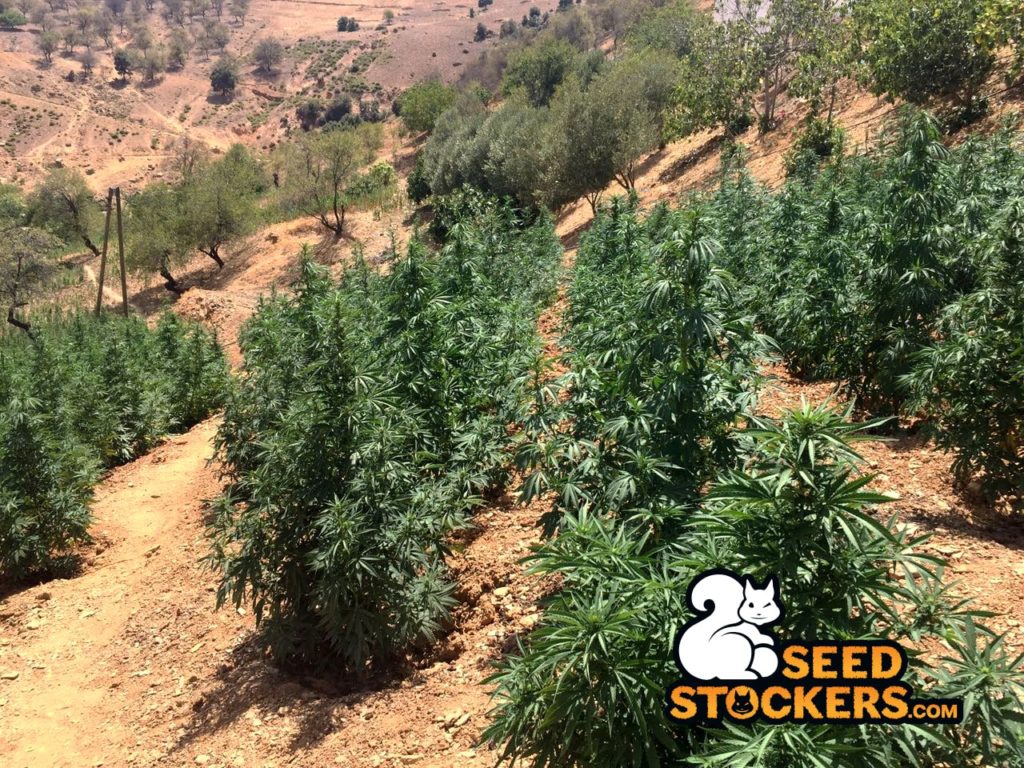 piante di cannabis in marocco piante di cannabis in marocco