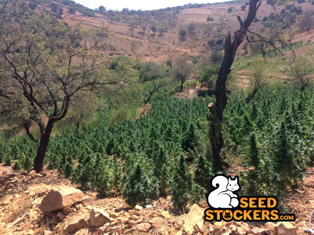piante di cannabis in marocco piante di cannabis in marocco