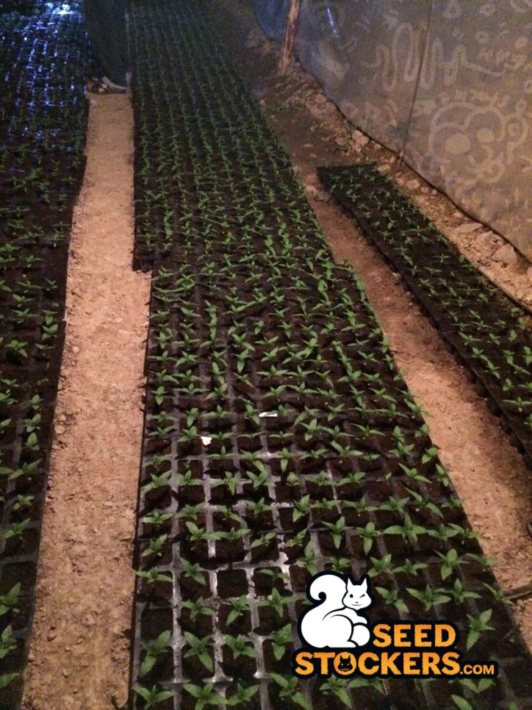 piante di cannabis in marocco piante di cannabis in marocco