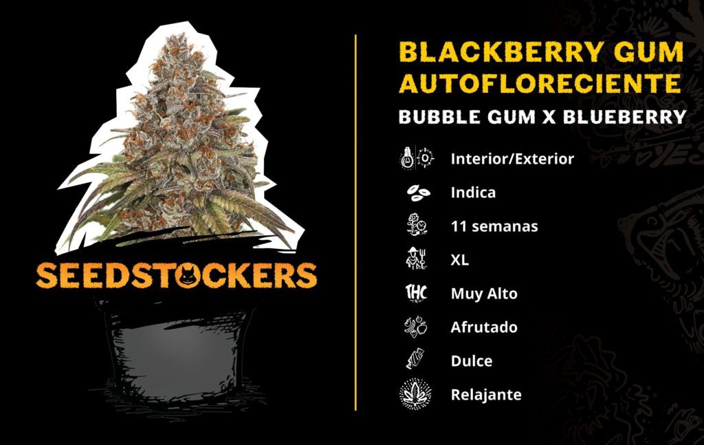Blackberry-Gum-HomeGrown-Cup-2020-AUTO_ESP
