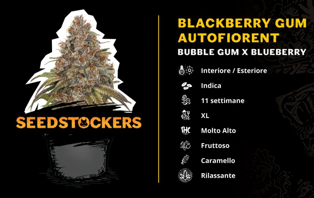 Blackberry Gum HomeGrown Cup Blackberry-Gum-HomeGrown-Cup-2020-AUTO_IT