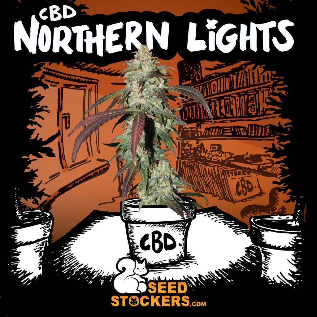 CBD Northern lights