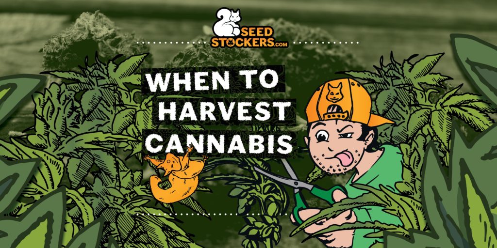 when to harvest cannabis