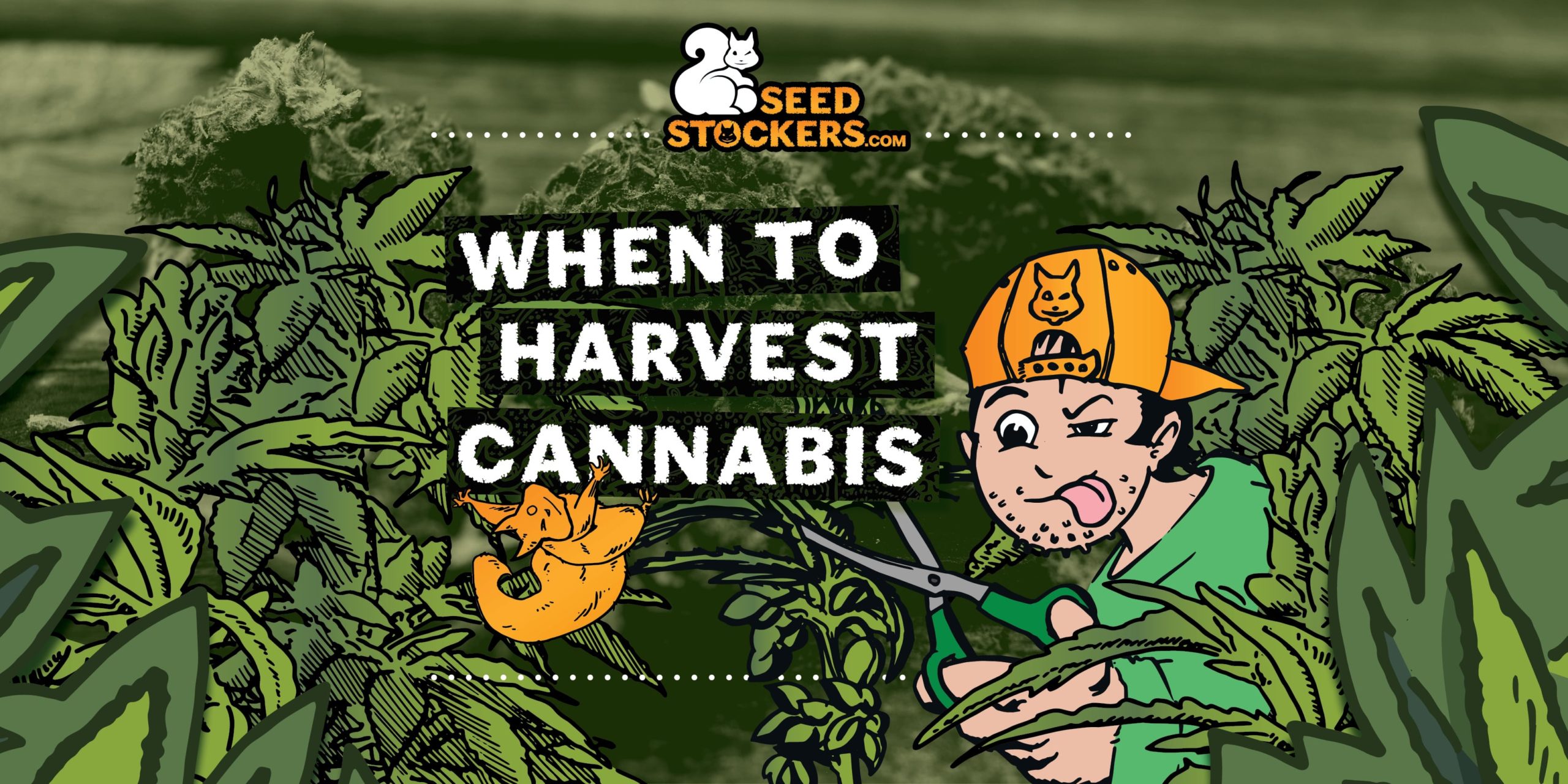 Quando Raccogliere la Cannabis