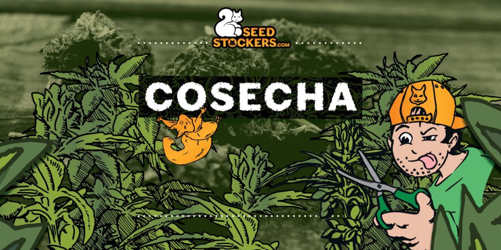 cuando cosechar cannabis cuando cosechar cannabis