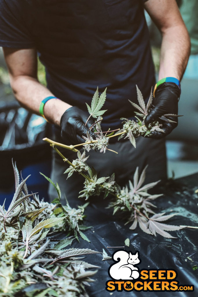 manicurar-cannabis manicurar-cannabis
