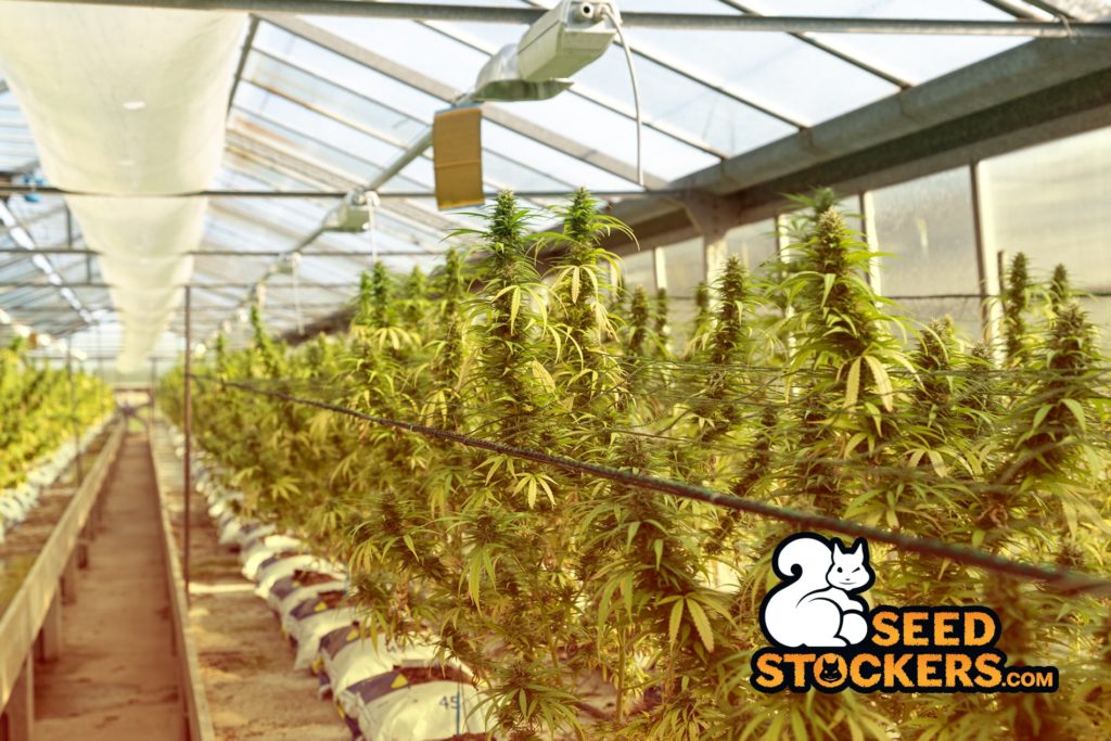 piante di cannabis