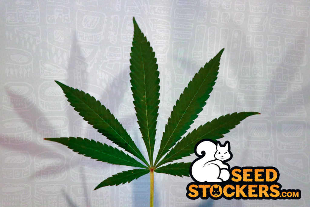 foglia di cannabis foglia di cannabis