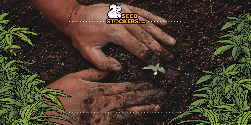 what to consider when growing cannabis