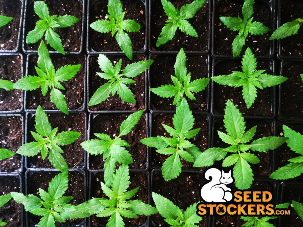 indoor growing