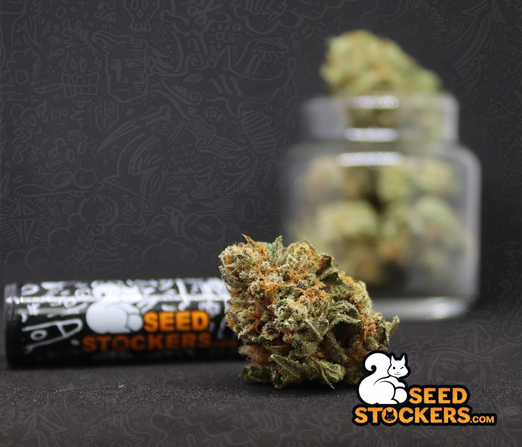 cannabis