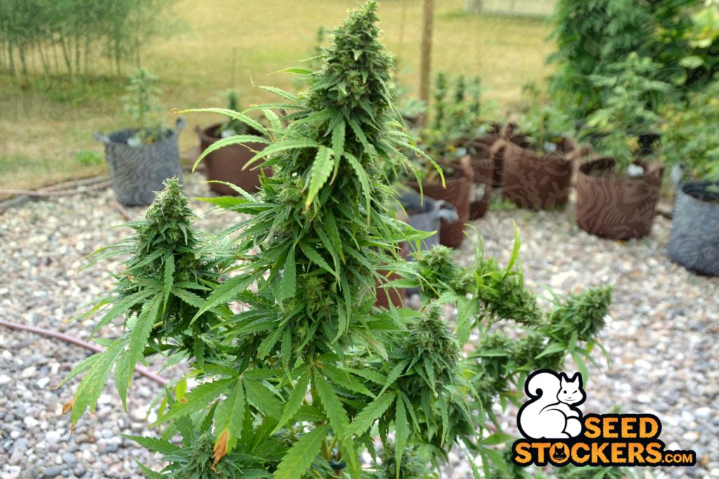 outdoor growing