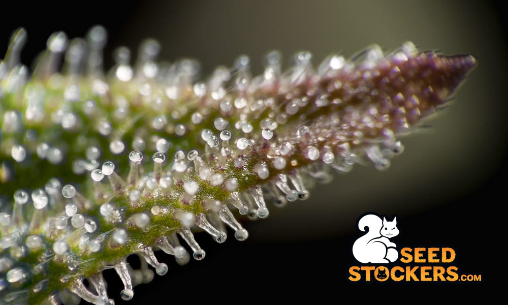 tricomi della marijuana