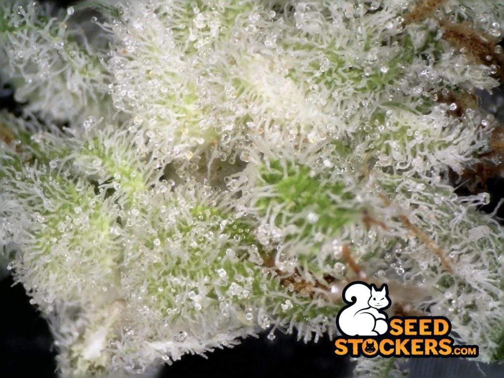 Sherbet Auto Tricomi